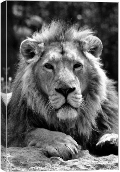 Asiatic Lion panthera leo persica big cat male Canvas Print by Andy Evans Photos