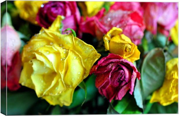 Yellow Pink And Red Rose's Summer Flowers Canvas Print by Andy Evans Photos