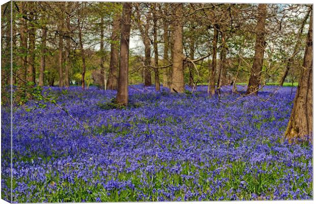 Bluebell Woods Greys Court Oxfordshire UK Canvas Print by Andy Evans Photos