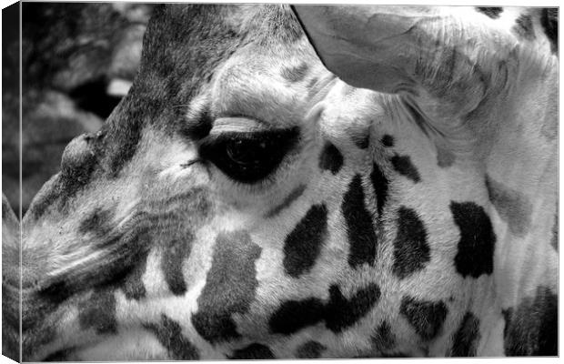 African Giraffe Amelopardalis Giraffa Canvas Print by Andy Evans Photos