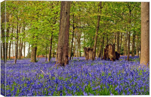 Bluebell Woods Greys Court Oxfordshire England UK Canvas Print by Andy Evans Photos