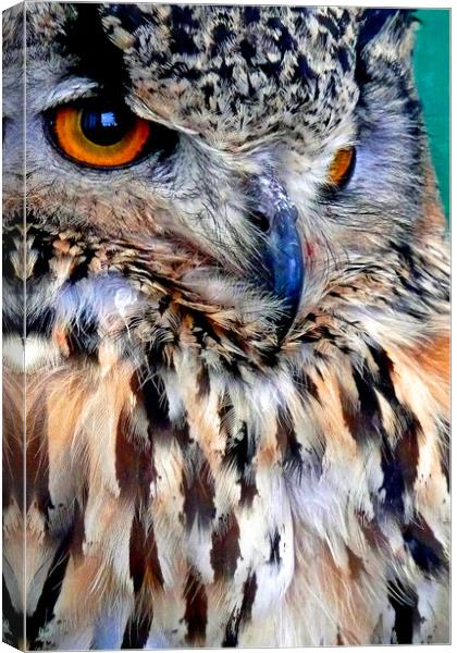 European Eagle Owl Bird of Prey Canvas Print by Andy Evans Photos