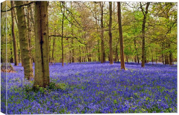 Bluebell Woods Greys Court Oxfordshire UK Canvas Print by Andy Evans Photos