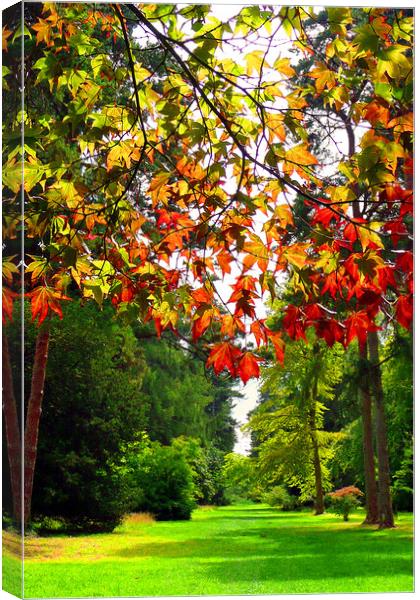 Autumn Acer Tree Westonbirt Arboretum Cotswolds Canvas Print by Andy Evans Photos