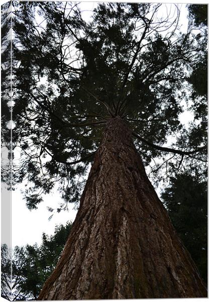 Tall tree Canvas Print by Nicola Hawksworth