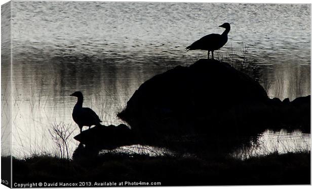 Greylag Goose Guard Canvas Print by David Hancox