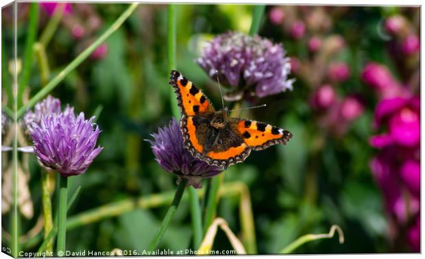 Butterfly on Chives Canvas Print by David Hancox