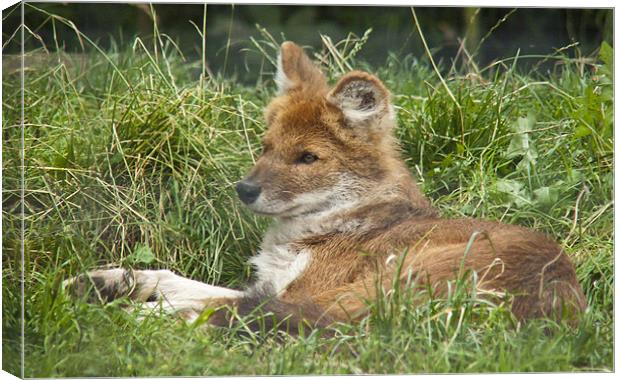 Resting Dhole Canvas Print by Sam Jowett