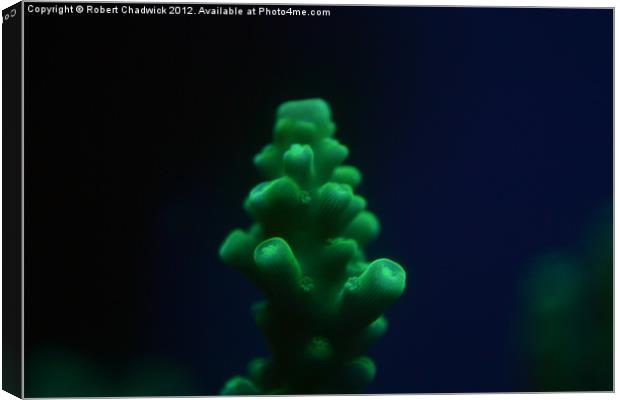 fluorescent Acropora coral Canvas Print by Robert Chadwick
