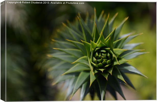 Monkey puzzle Canvas Print by Robert Chadwick