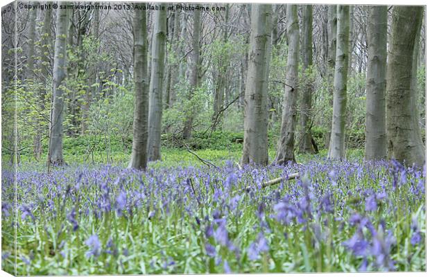 blue bell wood, north yourksher Canvas Print by sam weightman