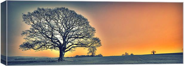 OAK TREES SUN SET GLOW Canvas Print by martin kimberley