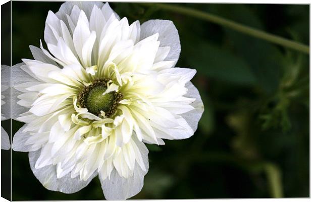 a white flower once again Canvas Print by anne lyubareva