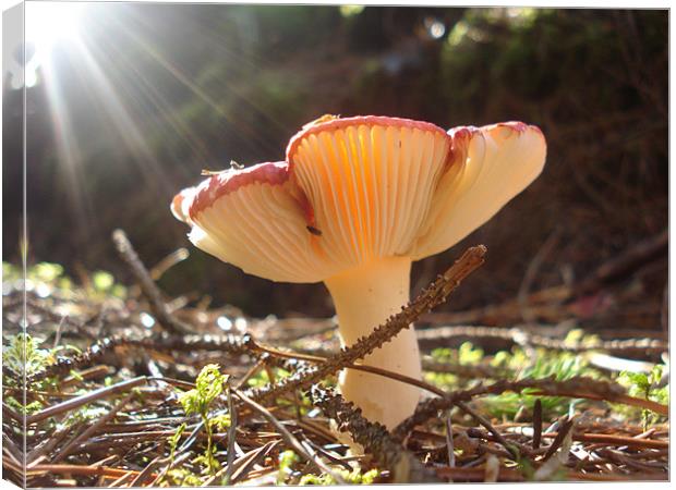 Wild Toadstool - Glencoe, Scotland Canvas Print by callum hamilton