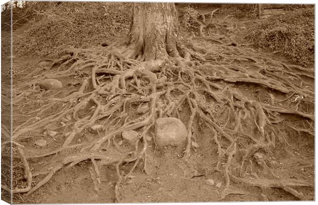 Creepy Tree Roots, Cramond, Lothian Canvas Print by callum hamilton