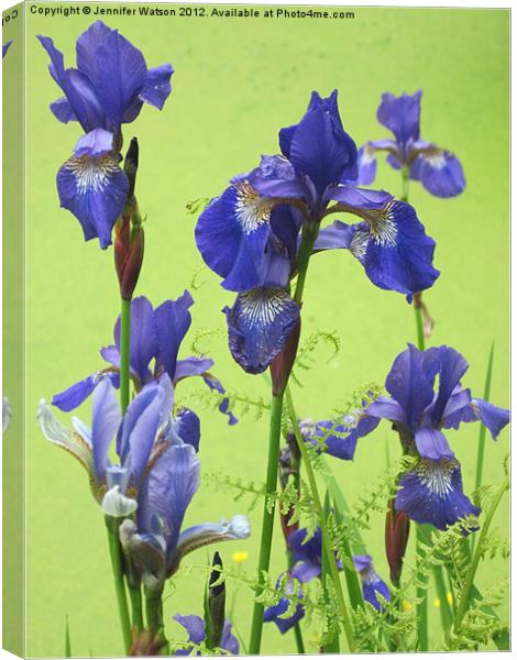 Blue Irises Canvas Print by Jennifer Henderson