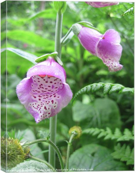 Foxglove I Canvas Print by Jennifer Henderson