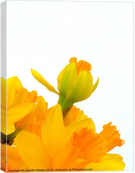 Daffodil Yellow Canvas Print by Jennifer Henderson