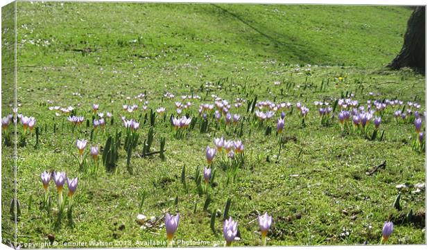 Crocus Carpet Canvas Print by Jennifer Henderson