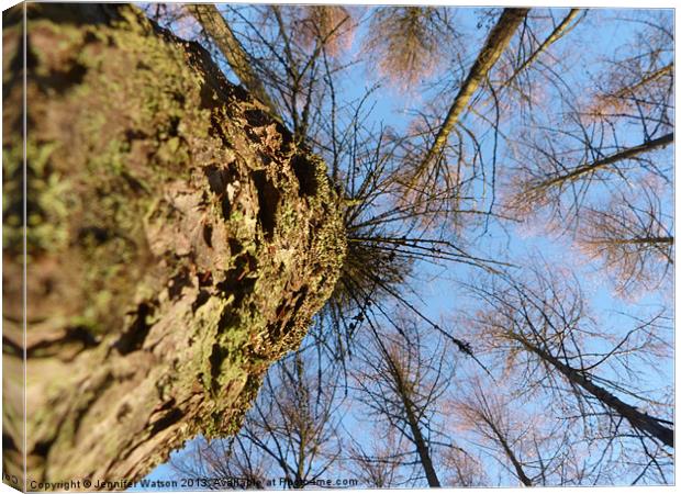 Looking up at Larch Canvas Print by Jennifer Henderson