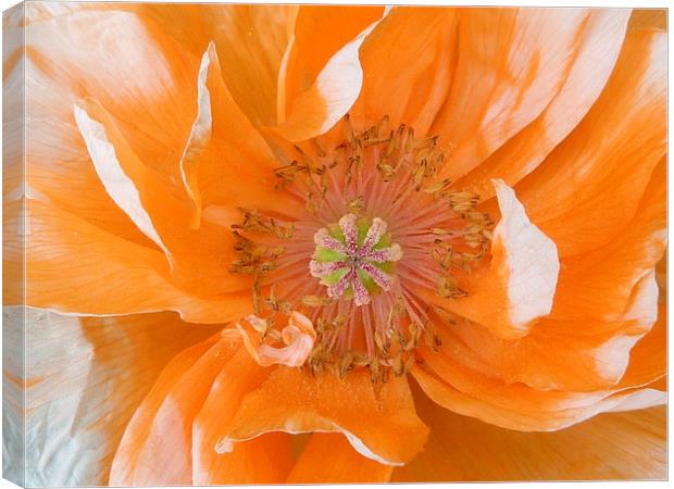 Pale Orange Poppy Canvas Print by Jennifer Henderson