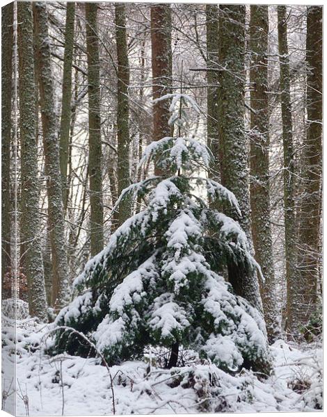 Oh Christmas Tree Canvas Print by Jennifer Henderson