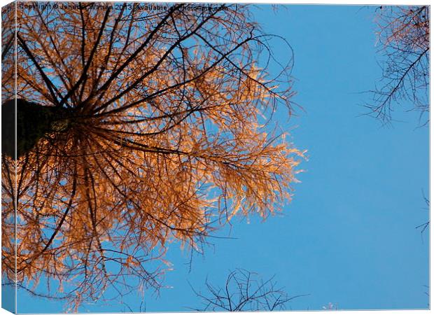 Looking up at Larch Canvas Print by Jennifer Henderson