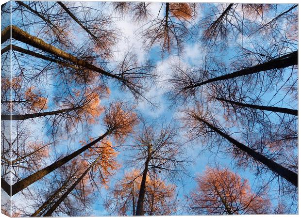 Looking up at Larch 2 Canvas Print by Jennifer Henderson