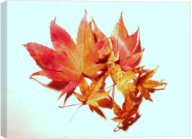 Maple leaves Canvas Print by Jennifer Henderson