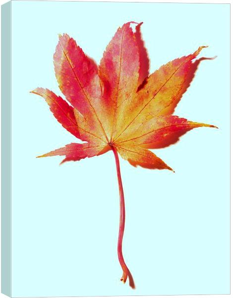 Maple leaf, red and gold Canvas Print by Jennifer Henderson