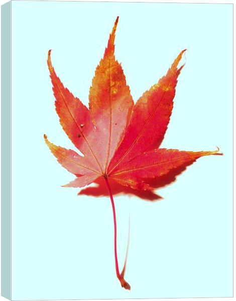 Red maple leaf Canvas Print by Jennifer Henderson