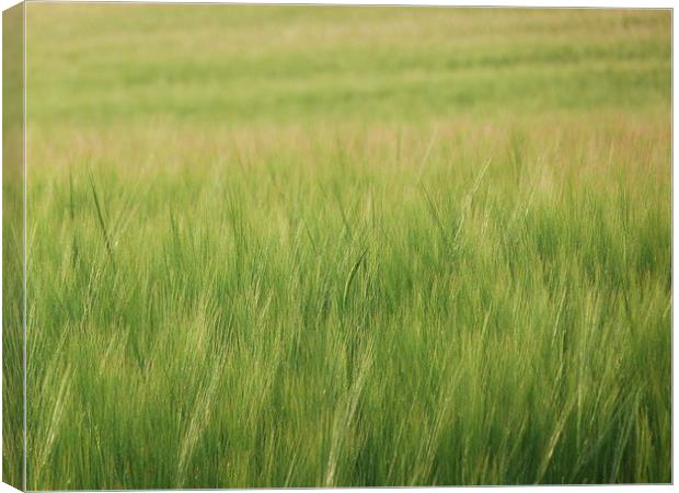 Barley Canvas Print by Jennifer Henderson