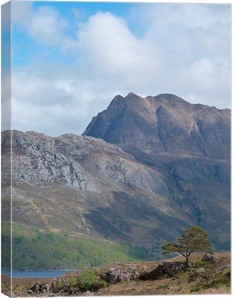 Slioch and the pine tree Canvas Print by Jennifer Henderson