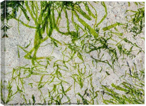 Seaweed Green Canvas Print by Jennifer Henderson
