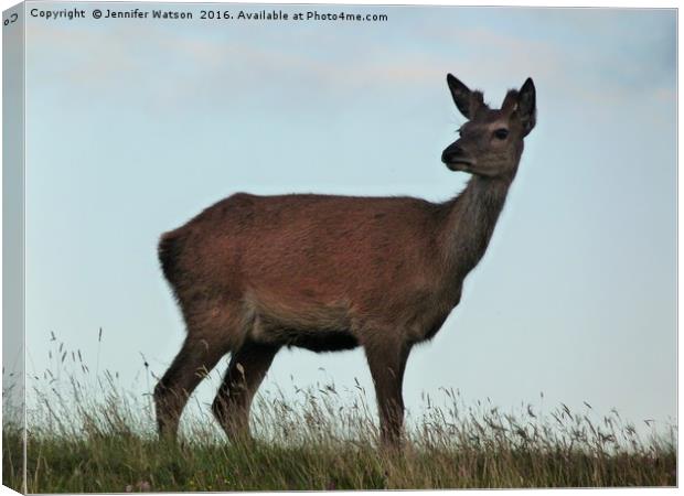 Red deer hind Canvas Print by Jennifer Henderson