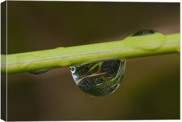 reflections of a minature world Canvas Print by mark pettican