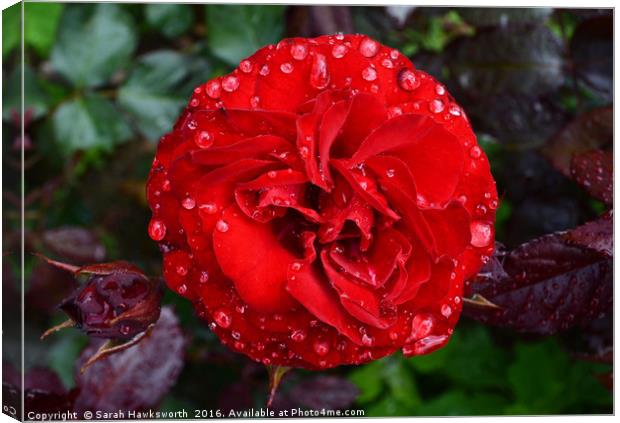 Red Rose wet from April Shower Canvas Print by Sarah Hawksworth