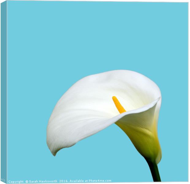 White Lilly Canvas Print by Sarah Hawksworth