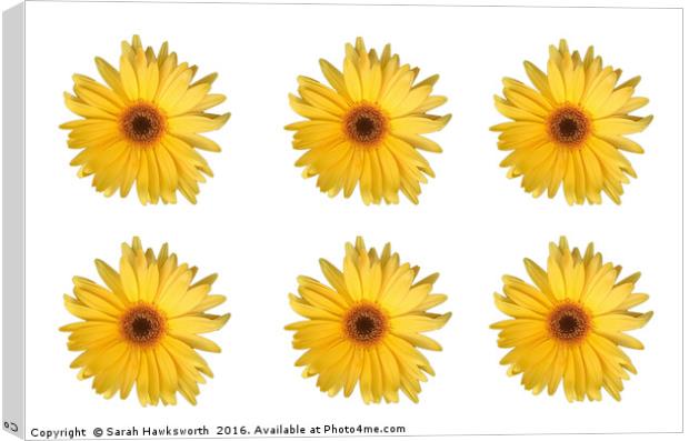 6 Yellow Daisies / flowers Canvas Print by Sarah Hawksworth
