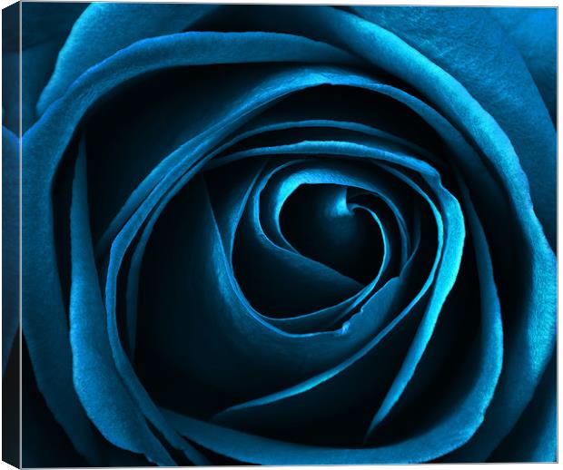 blue rose Canvas Print by clayton jordan