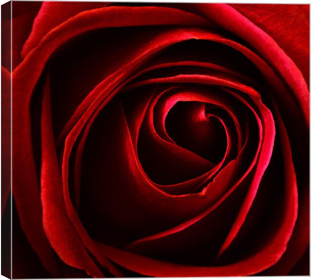 red rose Canvas Print by clayton jordan