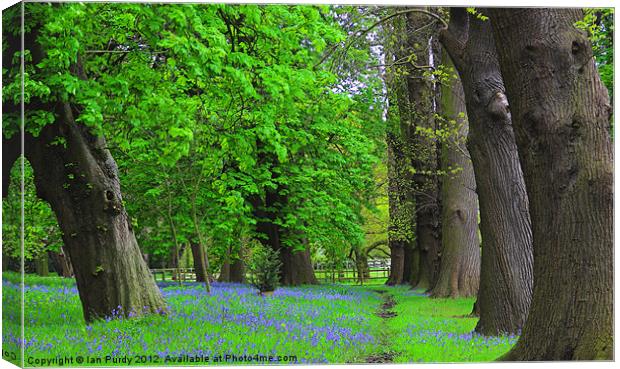 Bluebells in spring Canvas Print by Ian Purdy