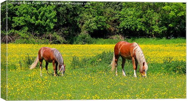 Ponies in buttercup field Canvas Print by Ian Purdy