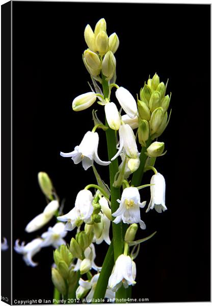 White bells Canvas Print by Ian Purdy