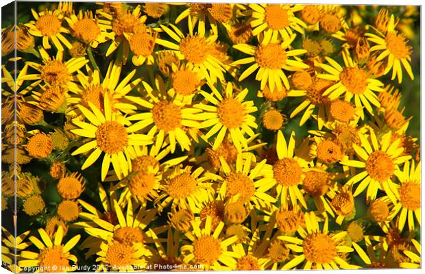 Wild Ragwort Canvas Print by Ian Purdy