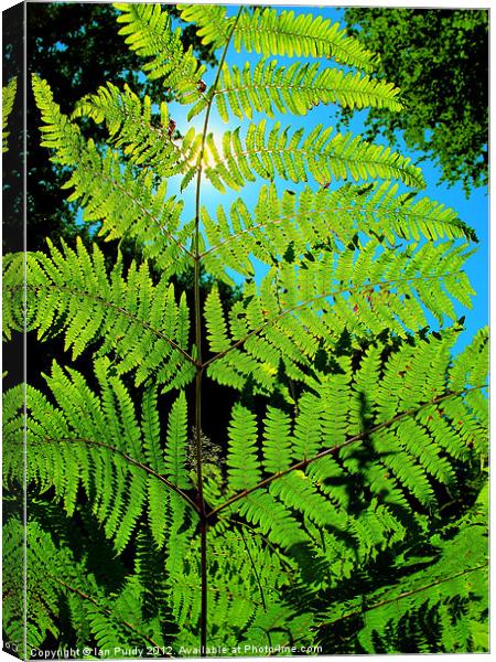 Fern Leaf Canvas Print by Ian Purdy