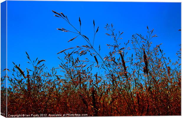 Wild Grasses Canvas Print by Ian Purdy
