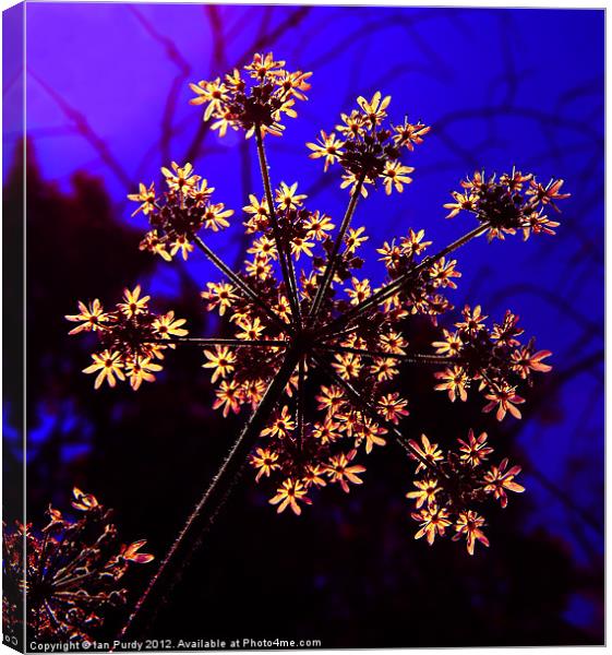 Cow Parsley Canvas Print by Ian Purdy