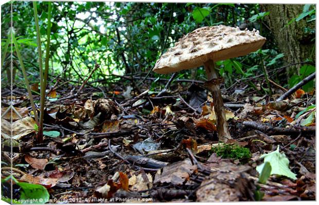 Forest Floor Canvas Print by Ian Purdy