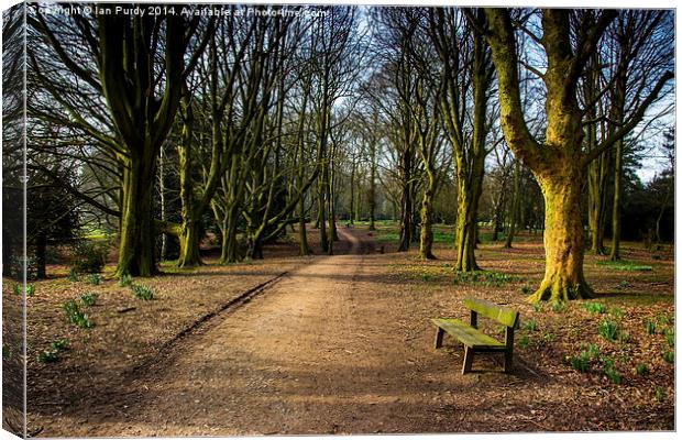 Woods in winter Canvas Print by Ian Purdy